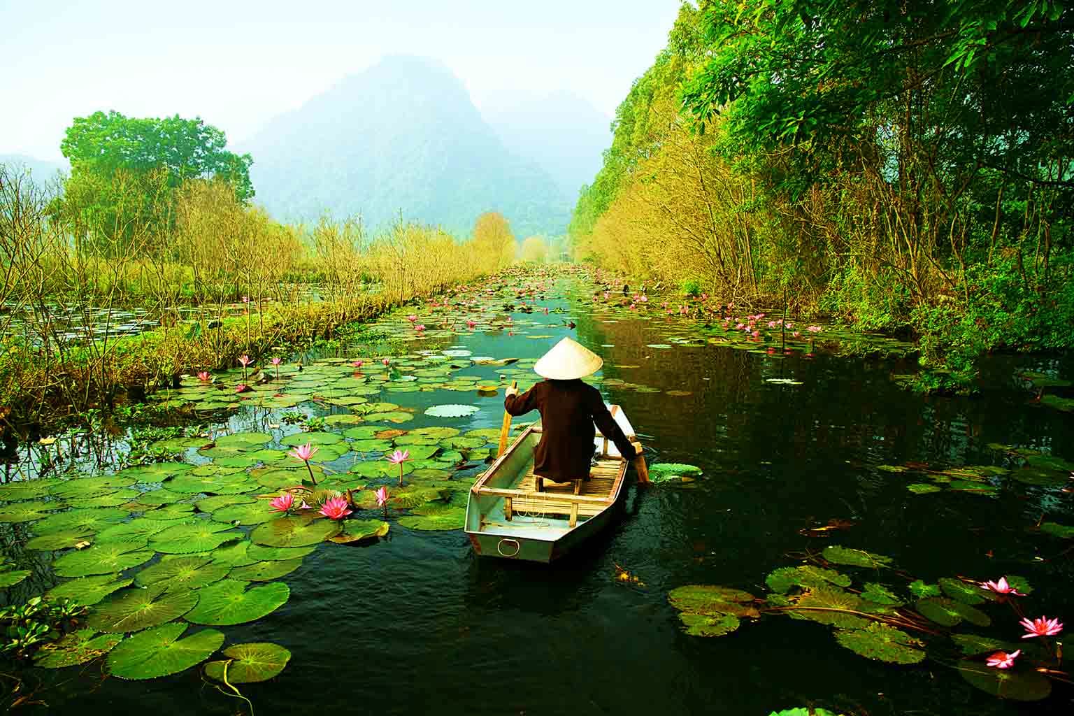 Person in traditional conical hat rowing wooden boat through water lily pond with pink flowers and limestone mountains in bac